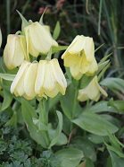 Fritillaria pallidiflora - 9cm pot